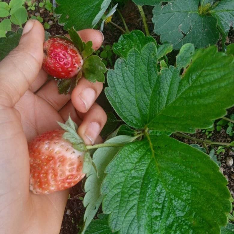 Strawberry seedlings