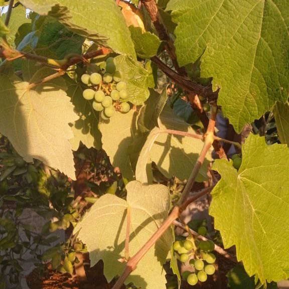 Grapevine seedlings