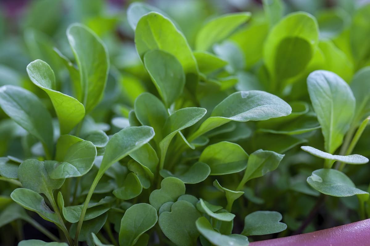 AZOLLA, DUCKWEED, WATER LETTUCE, WATER LILY, WATERCRESS