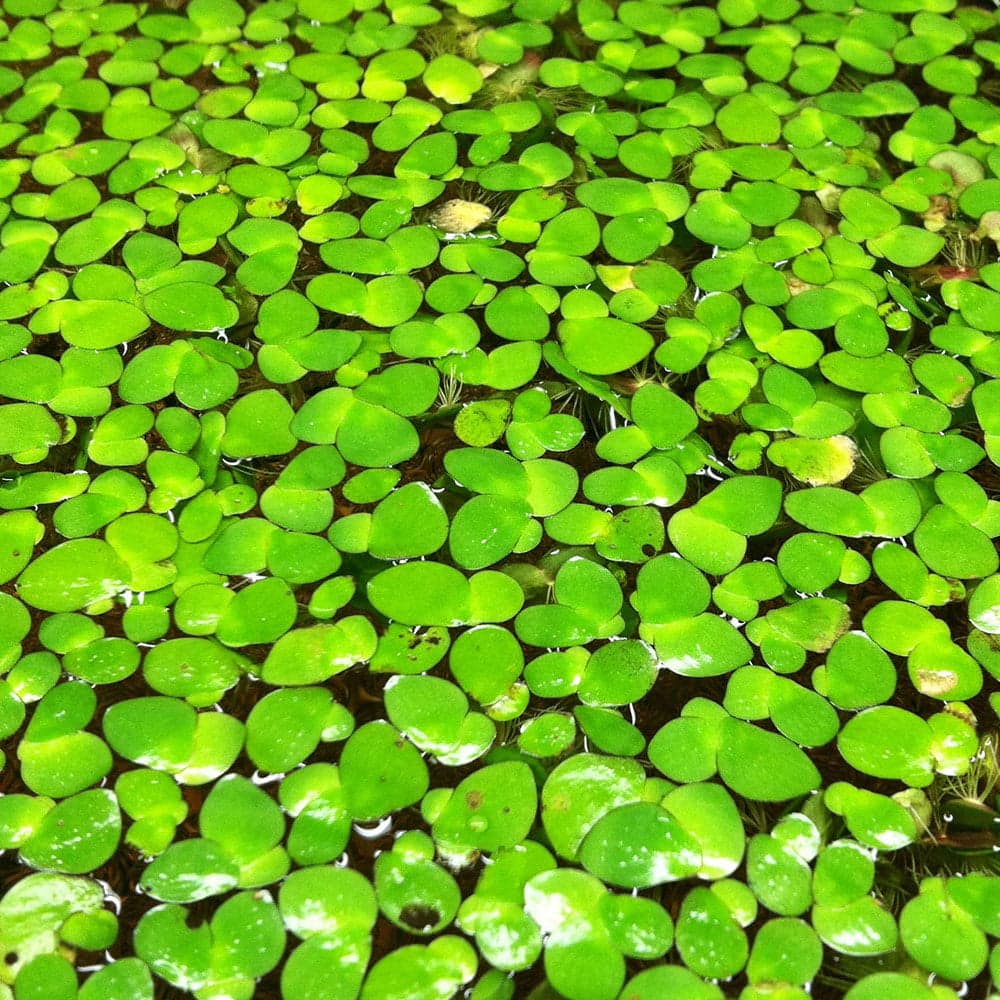 GIANT DUCKWEED GHC 250 (APEX FARMS & SERVICES)