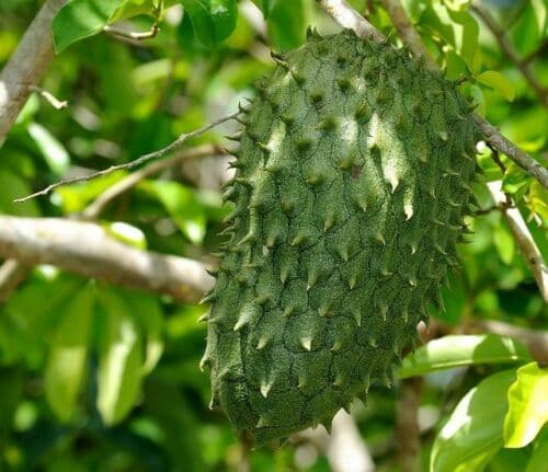 Soursop pulp 100g frozen Exotic Fruit. A Delicious Fruit 'graviola'