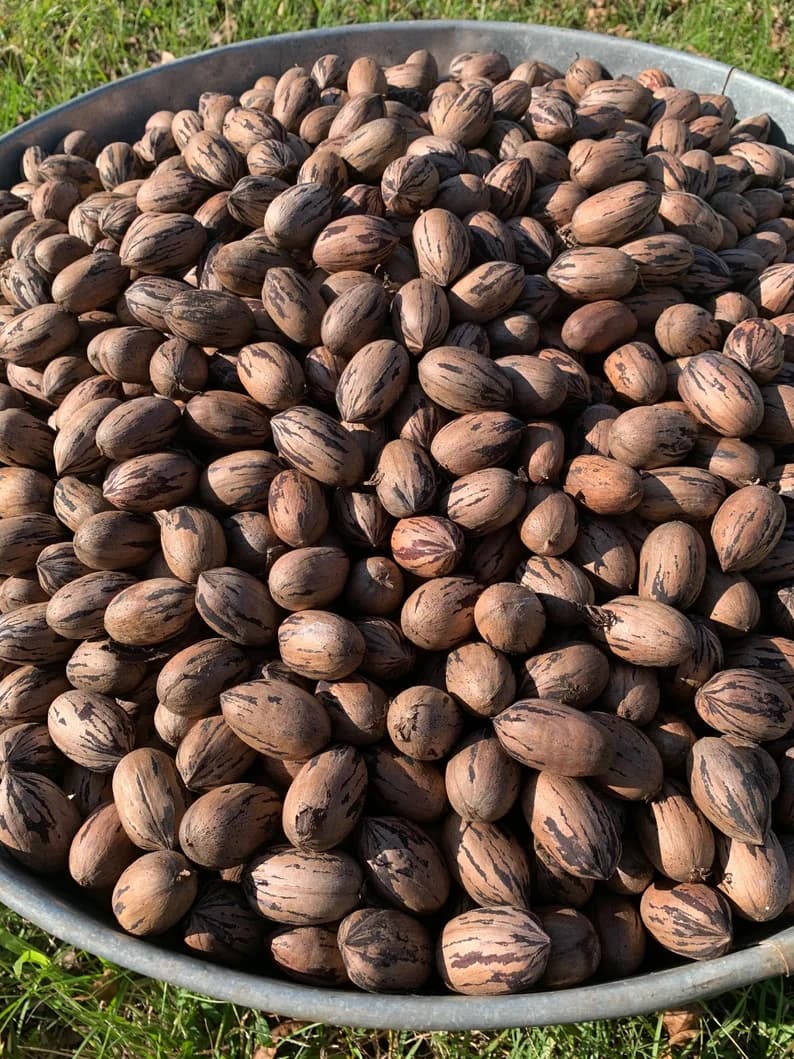 5 pounds Stuart Pecans in Shell 2022 Crop Organic Georgia Hand Picked and Sorted